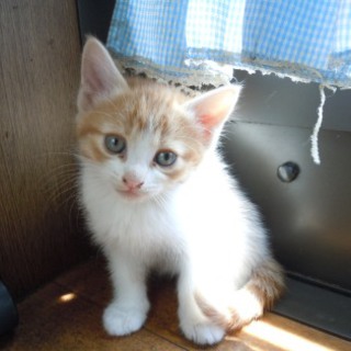 人懐こいオスの子猫 です＊