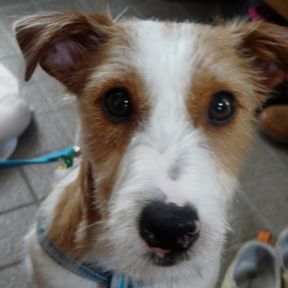 里親募集中　人懐っこいです