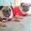 パグ成犬里親様募集宜しくお願いします