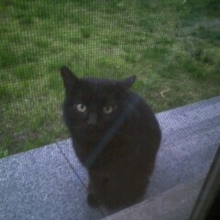 人懐っこい黒猫