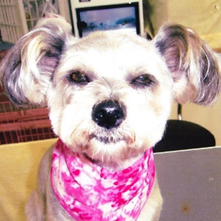 ヨーキーとマルチーズのミックス里親さん募集！