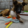 元気な女の子　里親募集中 サムネイル5