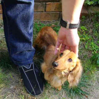 6歳のダックス♂里親さん募集！