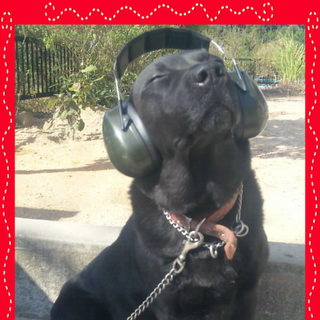 里親募集してます。