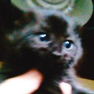 生後１ヶ月未満の仔猫・里親さん募集！