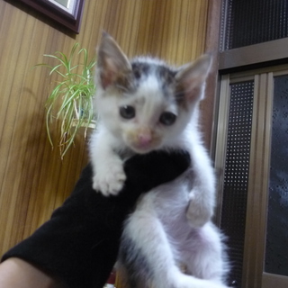 里親になってください