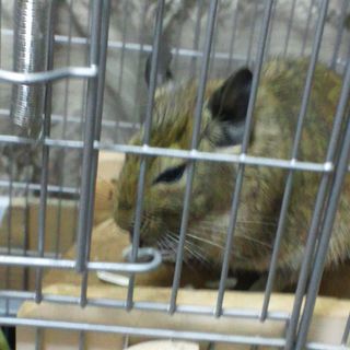 [西日本]デグー里親募集【1歳】