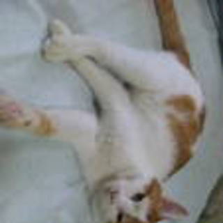 里親さん探してます。