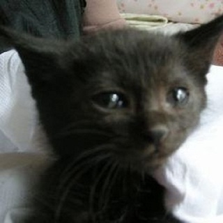 でら！スカイ！