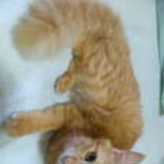 里親さん探してます.