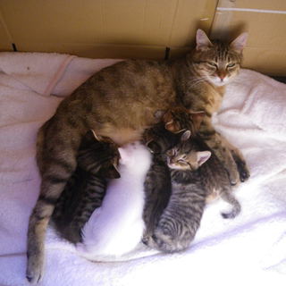 子猫の里親さんを募集しています