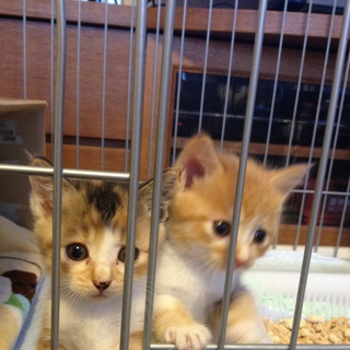 ★かわいい女の子たちです★追記あり