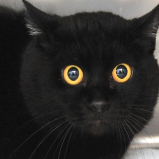 けんた君。ゴロンとなっておなかを見せる子。