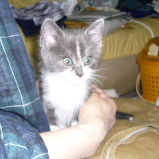 だれかこの子たちの里親に！