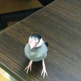 【手乗り文鳥】里親様募集(四国・近畿・中国)