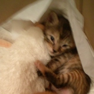 里親さんが見つかりました！ありがとうございます！