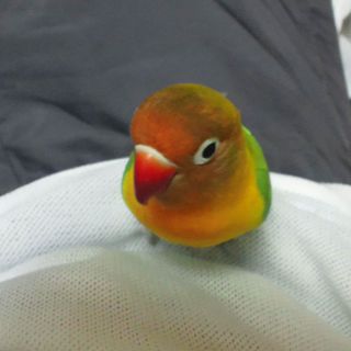 [ボタンインコ]里親募集[四国，近畿，中国]