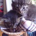 子猫2匹ですよろしくおねがいします