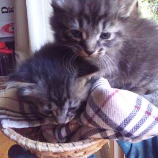 子猫2匹ですよろしくおねがいします