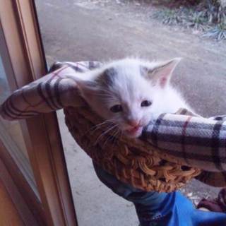 元気な子猫ブサイクちゃんですけど可愛いです。