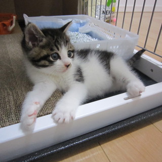 ★福岡市近郊で子猫の里親募集です★