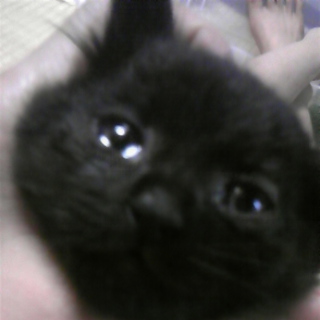 甘えん坊の黒猫ﾁｬﾝ☆
