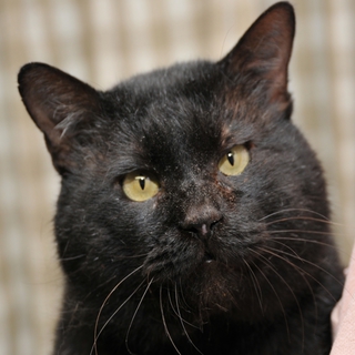 さんぼ君。巨体なのにゴロゴロスリスリ。