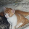 白茶の子猫♂１匹 サムネイル3