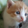 白茶の子猫♂１匹 サムネイル2