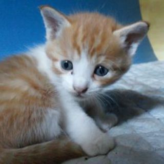 白茶の子猫♂１匹