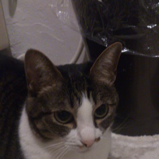 里親募集してます　