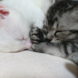 生後１ヶ月の仔猫です。