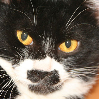 急ぎ里親を探しています