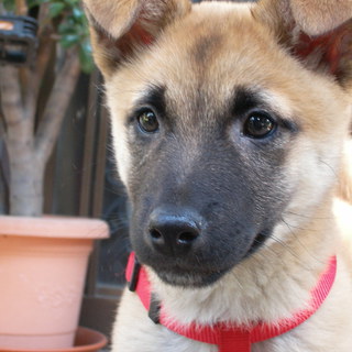 ありがとうございました