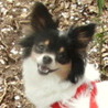 パピヨン・チワワMIX５歳 サムネイル3