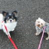 パピヨン・チワワMIX５歳 サムネイル6