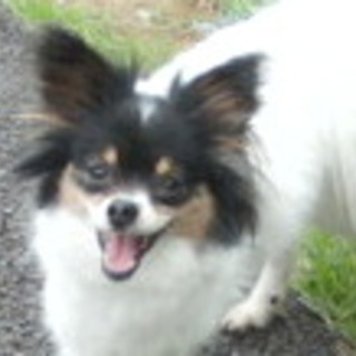 パピヨン・チワワMIX５歳