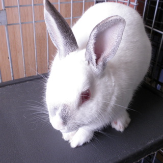 うさぎの里親募集！