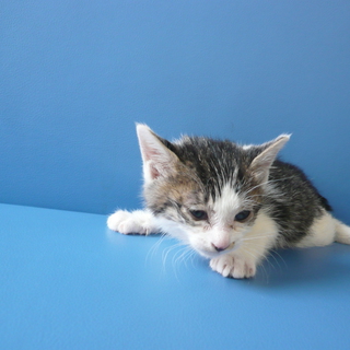 里親さん見つかりました。