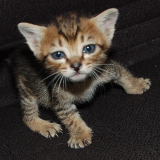 里親さんになってください