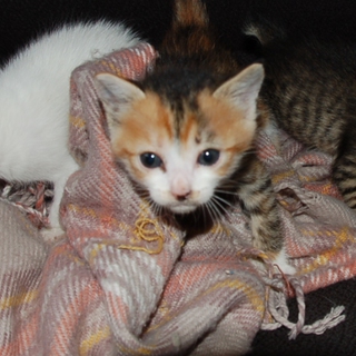 可愛い仔猫の里親さんになってください。