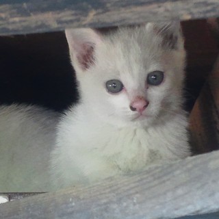 希望者多数の為、一旦募集終了します、