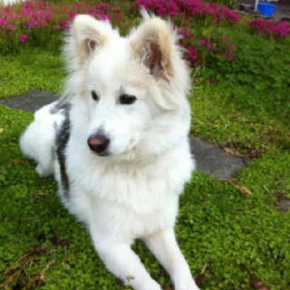 やんちゃで、寂しがり屋です