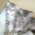 子猫二匹の里親様募集してます！