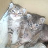 子猫二匹の里親様募集してます！ サムネイル1