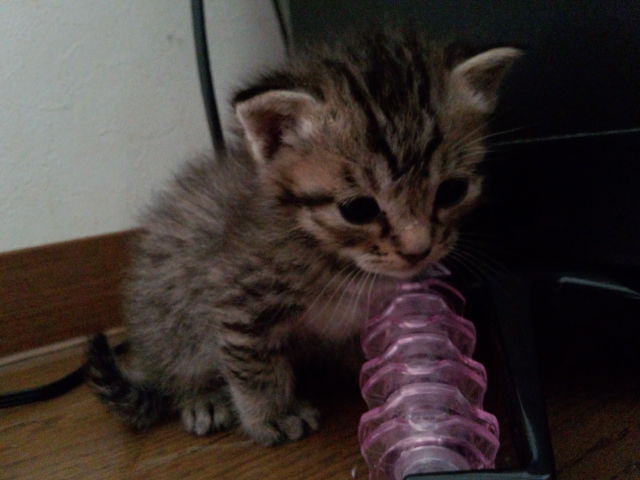 子猫二匹の里親様募集してます！ サムネイル2