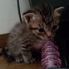 子猫二匹の里親様募集してます！ サムネイル2