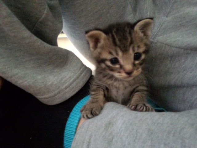 子猫二匹の里親様募集してます！ サムネイル3