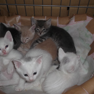 子猫の里親募集