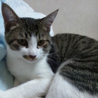 北九州近郊で里親様募集しています！